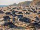 Michoacán, destino donde tres especies de tortuga marina eligen la vida 🐢
