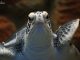 Zoológico de Morelia refrenda compromiso con la conservación de la tortuga marina