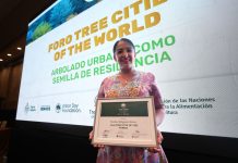Morelia obtiene la distinción internacional “Ciudad Árbol”