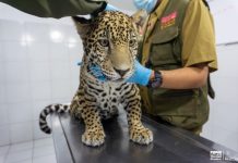 Concluye rehabilitación de 3 felinos rescatados en el Zoológico de Morelia