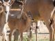 Zoológico de Morelia registra más de 500 nacimientos durante la actual administración