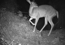 Desde pumas hasta venados; cámaras trampa captan la vida silvestre en bosques de Michoacán