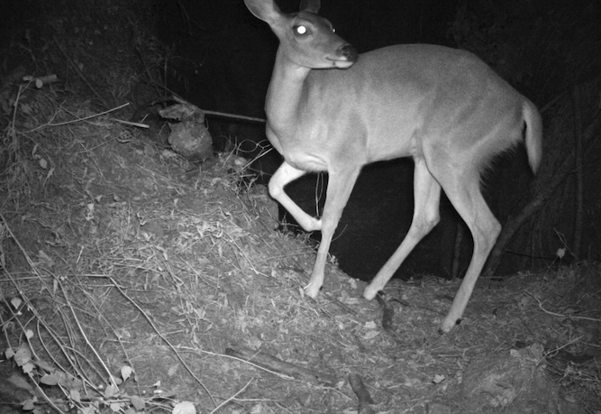 VENADO