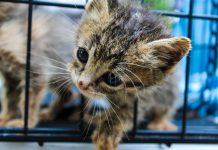 Gobierno de Morelia cuida a los gatos comunitarios con jornadas integrales de atención