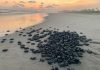 🐢 Michoacán está listo para el arribo de miles de tortugas marinas