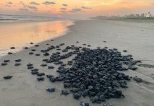 🐢 Michoacán está listo para el arribo de miles de tortugas marinas