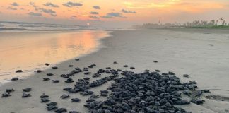 🐢 Michoacán está listo para el arribo de miles de tortugas marinas