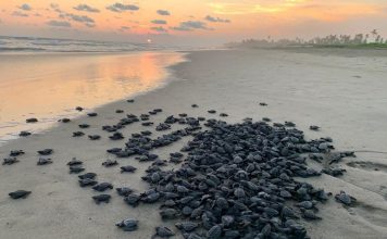 🐢 Michoacán está listo para el arribo de miles de tortugas marinas