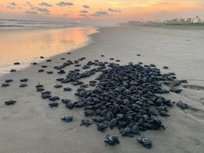 TORTUGAS