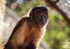 Descubre el fascinante mundo de los pequeños primates en el Zoológico de Morelia