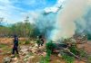 Guardia Civil y militares destruyen cinco sembradíos de marihuana en el municipio de Huetamo