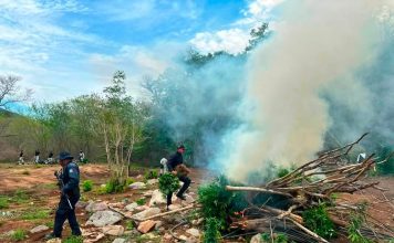 Guardia Civil y militares destruyen cinco sembradíos de marihuana en el municipio de Huetamo