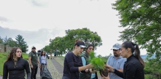 La diputada Sandra Arreola Ruiz encabezó una jornada de reforestación en la zona de Cerro Verde