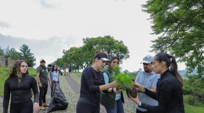 La diputada Sandra Arreola Ruiz encabezó una jornada de reforestación en la zona de Cerro Verde