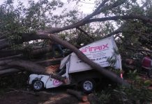 Árbol de gran tamaño colapsa y aplasta tres vehículos en Apatzingán