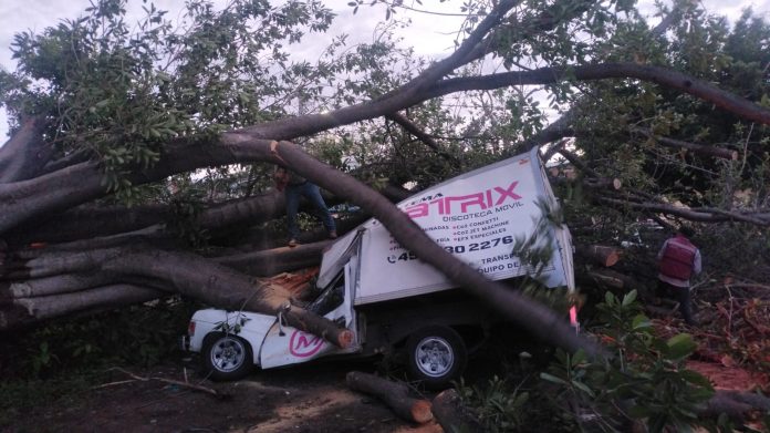 ÁRBOL APLASTA A CARROS