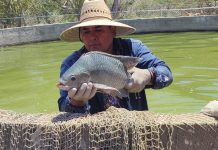 #Video | Centro de reproducción de tilapia en Michoacán produce 6 millones de crías al año