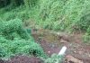 #Video | Captan a puma con su cría deambulando entre huertas de aguacate en Tancítaro