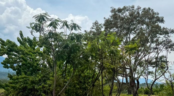Compensación de 32 mil árboles por el Morebús equivale a una superficie de 45 canchas de fútbol