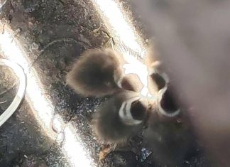 Bomberos rescatan a 5 patitos atrapados en una alcantarilla de Morelia