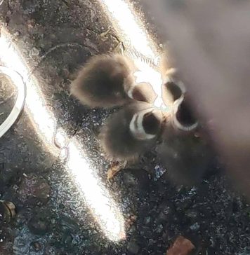 Bomberos rescatan a 5 patitos atrapados en una alcantarilla de Morelia