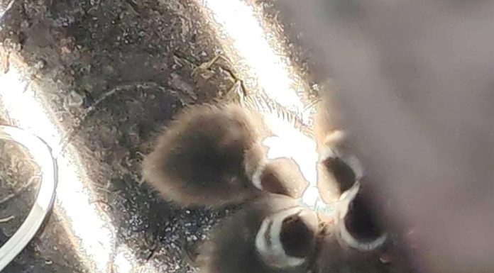 Bomberos rescatan a 5 patitos atrapados en una alcantarilla de Morelia