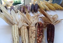 Festival del Elote reunirá gastronomía, tradición y cultura en Tarejero