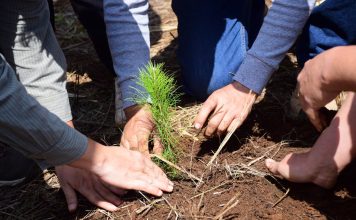 ¿Quieres reforestar tu calle o colonia? Cofom regala hasta 100 plantas en Morelia
