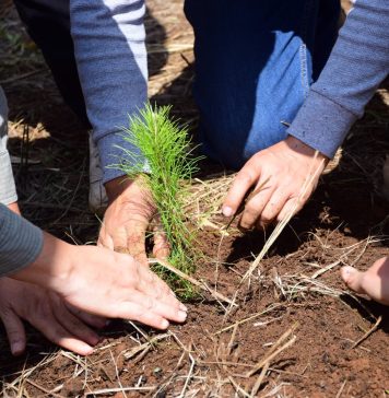 ¿Quieres reforestar tu calle o colonia? Cofom regala hasta 100 plantas en Morelia