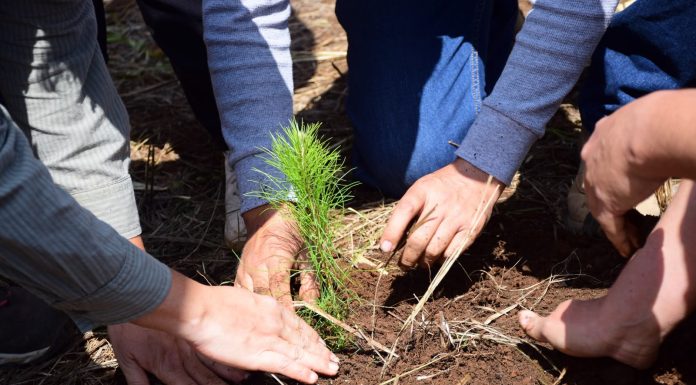¿Quieres reforestar tu calle o colonia? Cofom regala hasta 100 plantas en Morelia
