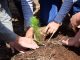¿Quieres reforestar tu calle o colonia? Cofom regala hasta 100 plantas en Morelia