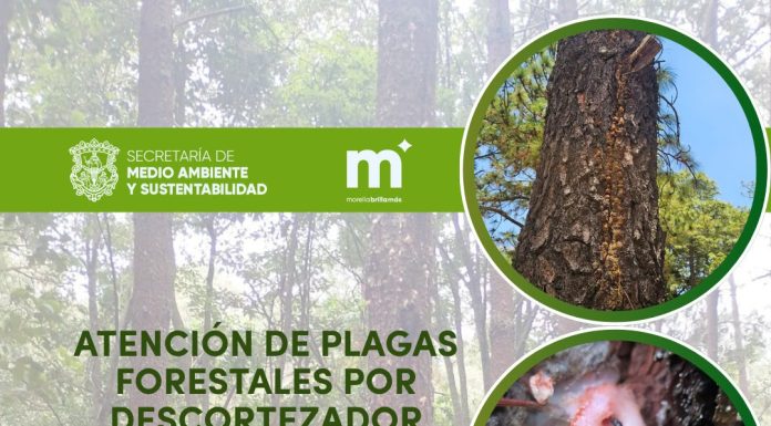 Gobierno de Morelia brinda atención a plagas forestales por descortezador, en zona rural