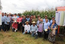 Secretaría de Agricultura de Morelia impulsa maíz mejorado para productividad del campo
