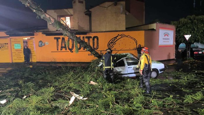 CARRO ARBOL