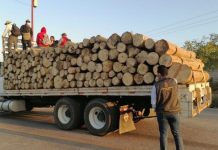 Detiene Fiscalía General a presunto responsable de delitos contra el ambiente, en Pátzcuaro