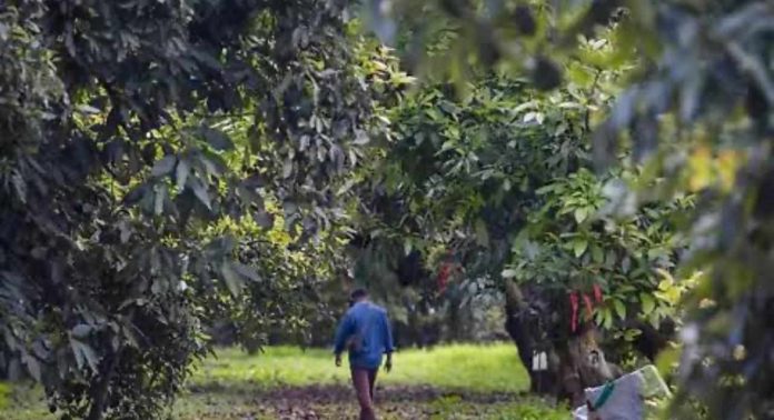URUAPAN FGR investiga uso ilegal de menores en actividades laborales en Uruapan