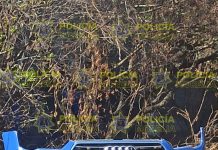 Policía Morelia asegura predio en Torreón Nuevo donde presuntamente desmantelaban vehículos robados