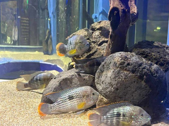 acuario2-compressed
