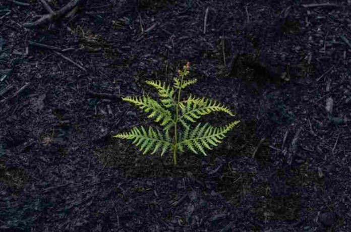 arbol4-compressed