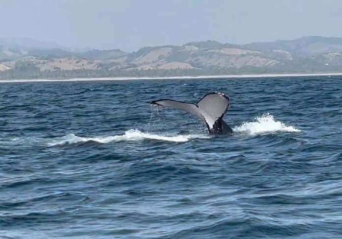 ballena3