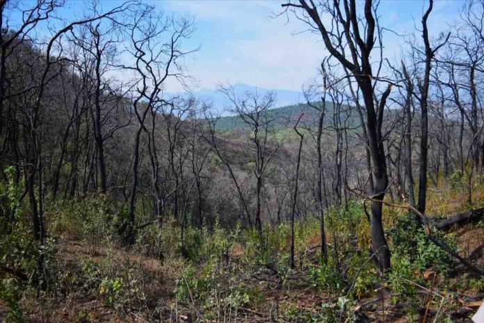 bosque-compressed
