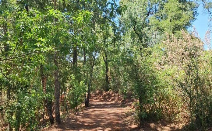 bosque2