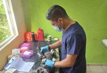 SSM invita a jornada de esterilización animal gratuita en Tarímbaro