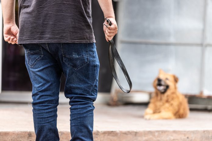 perro