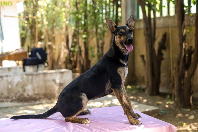 perro
