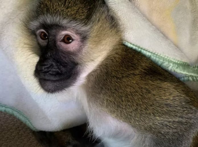 primates3-compressed