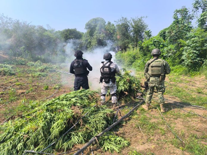 seguridad marihuana2