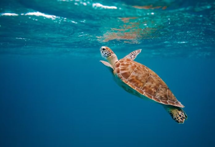 tortuga4