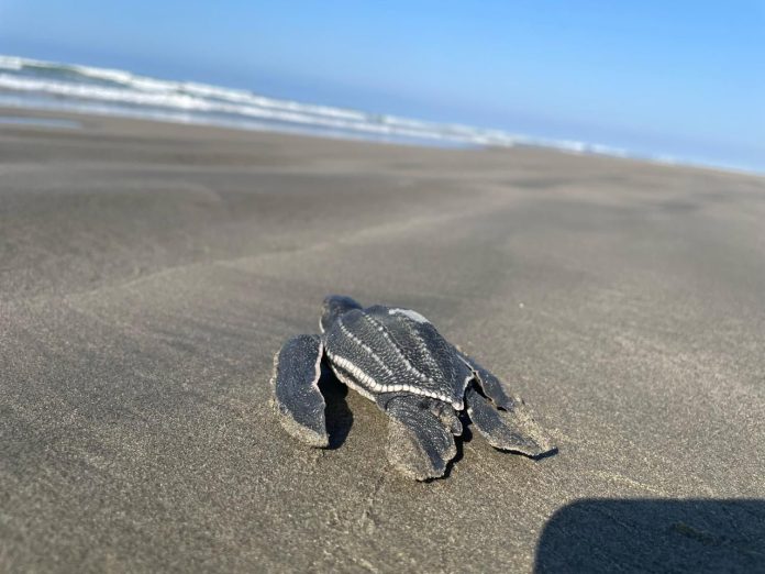 tortuga7