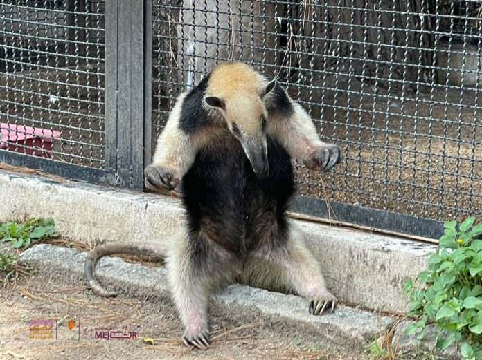 zoolog